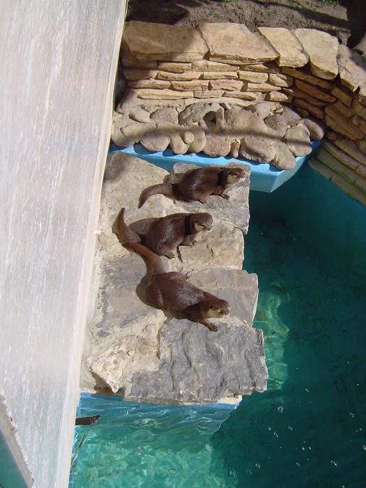 otters at a zoological park