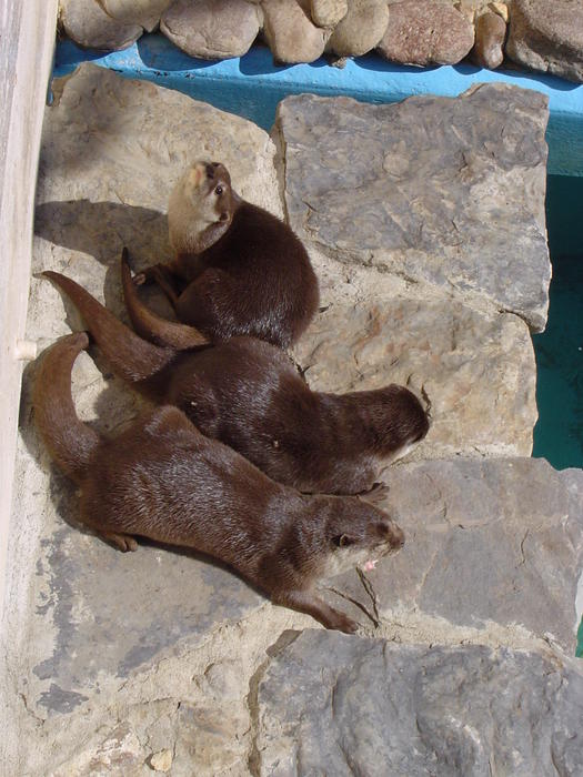 otters at a zoological park
