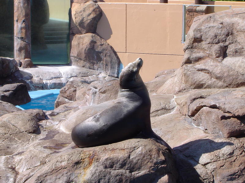 a seal captive on a marine wildlife park