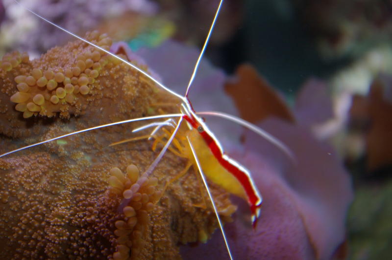 A scarlet cleaner shrimp on tropical corals