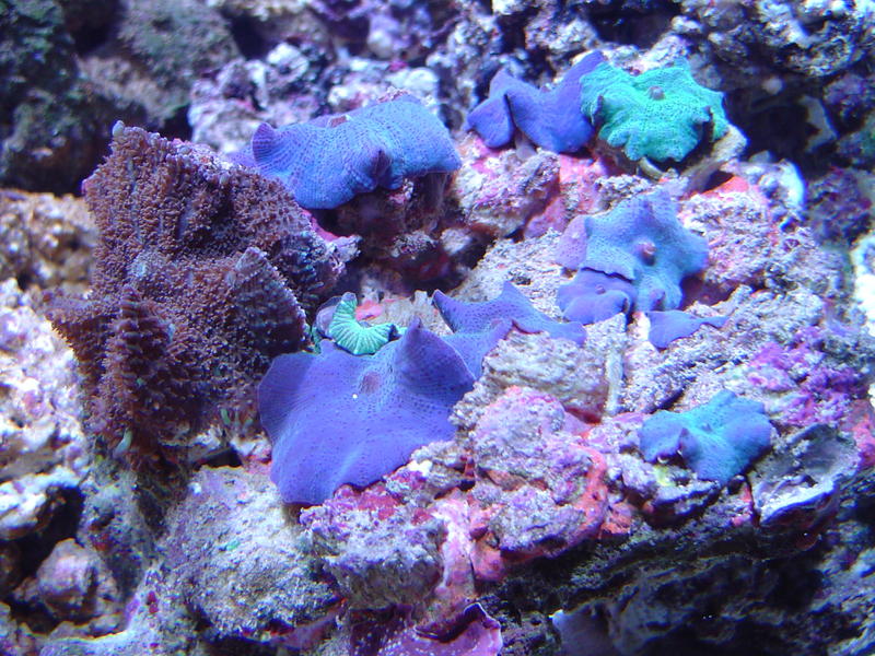 blue mushroom coral flowers - Actinodiscus Mushroom Coral Anemones