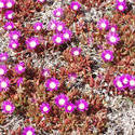 1526-purple flowers