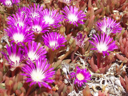 1527-purple flowers