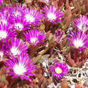 1527-purple flowers