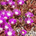 1528-purple flowers