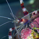 1272-coral_shrimp1315.JPG