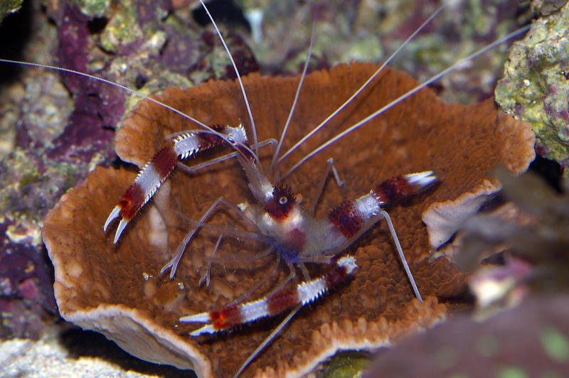 a banded coral boxer shrimp