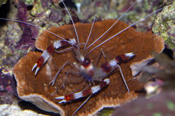 1273   coral shrimp