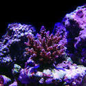 1317-corals_02487.JPG