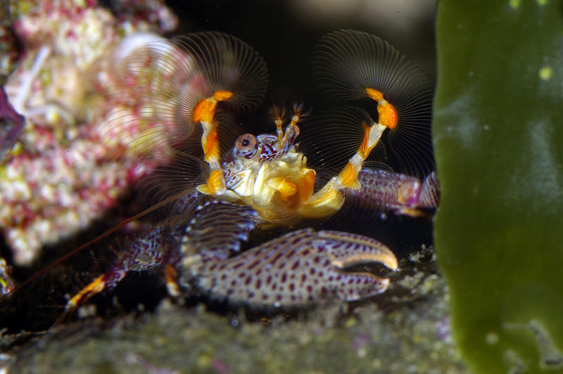 underwater marine life, a colourful crab