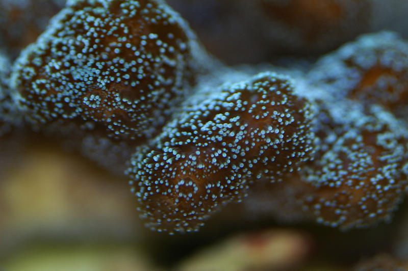 a vivid cyan display of colorful soft coral polyps