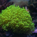 1326-frogspawn_green_branching_coral0684.JPG