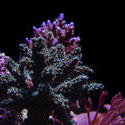 1328-hard_corals_02415.JPG