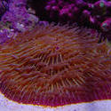 1286-mushroom_coral_fungiidae02359.JPG