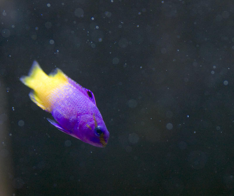 a bicolour Pseudochromis aka Dottyback Fish, purple and yellow two-tone tropical fish