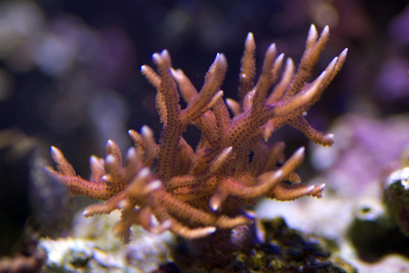 intricate shapes of soft coral