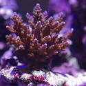 1295-tropical_corals_0448.JPG