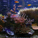 1359-tropical saltwater aquarium