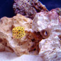 1299-yellow_boxfish00530.JPG