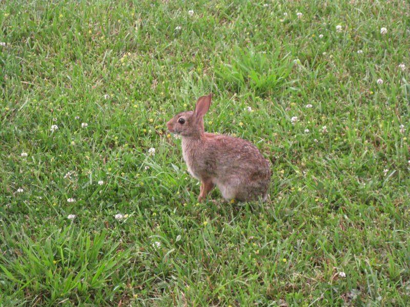<p>This is the mother rabbit that lives under my back deck.&nbsp; Thumper lives.</p>