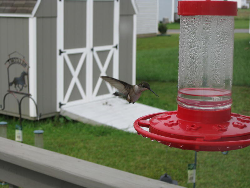<p>Hummingbird coming in for a landing. Control Tower.</p>