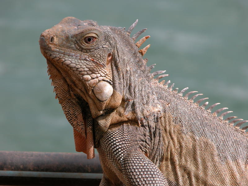 Giant iguana about 3 feet in length, Bonaire, Caribbean