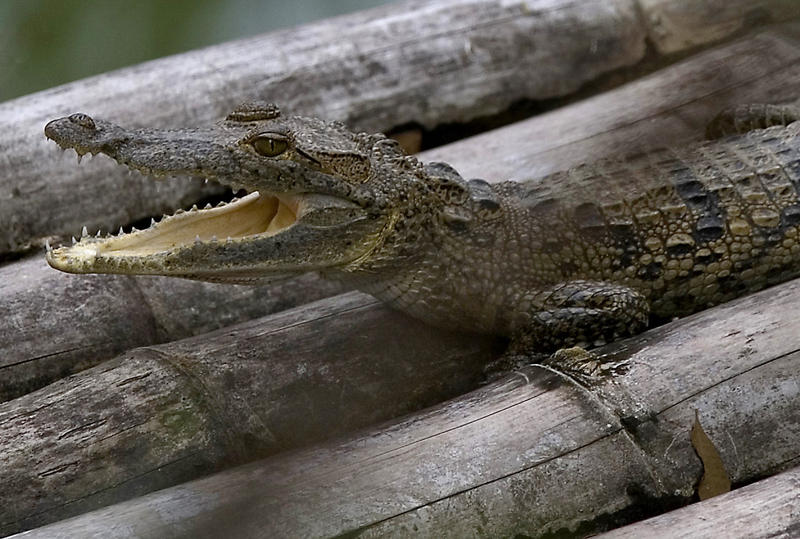 A gaping crocodile, Belize