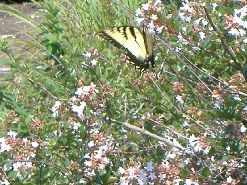 <p>Monarch butterflies abound inside Bernheim Forest State Park south of Louisville, Kentucky.</p>