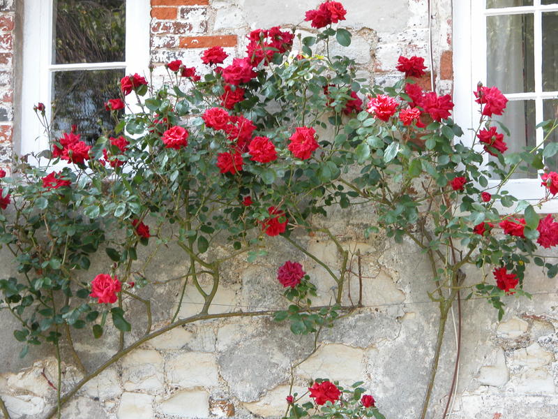 <p>Red roses on a cottage wall in Bosham, West Sussex</p>