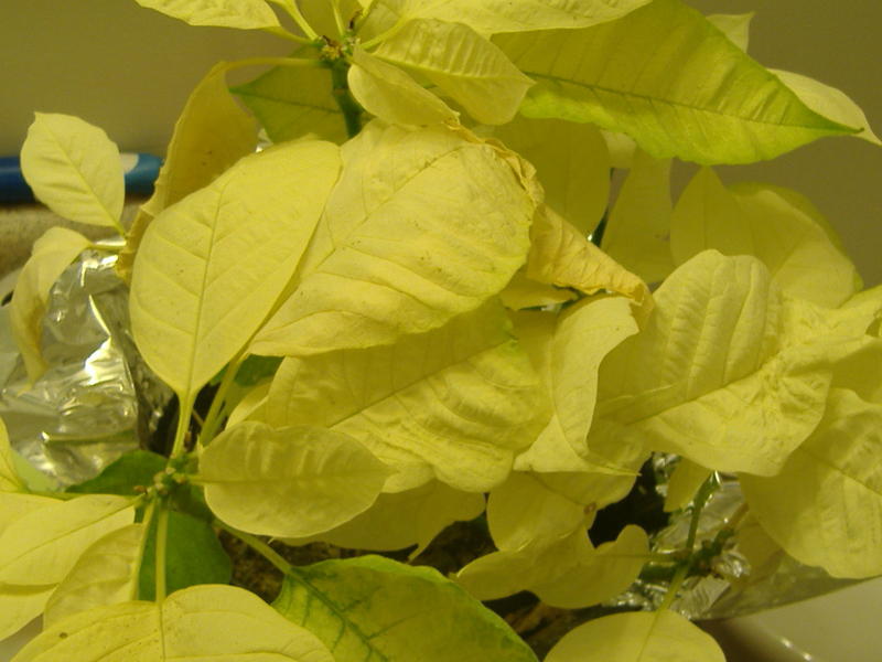 <p>My white Poinsettias were nice but not as much as the red ones.</p>