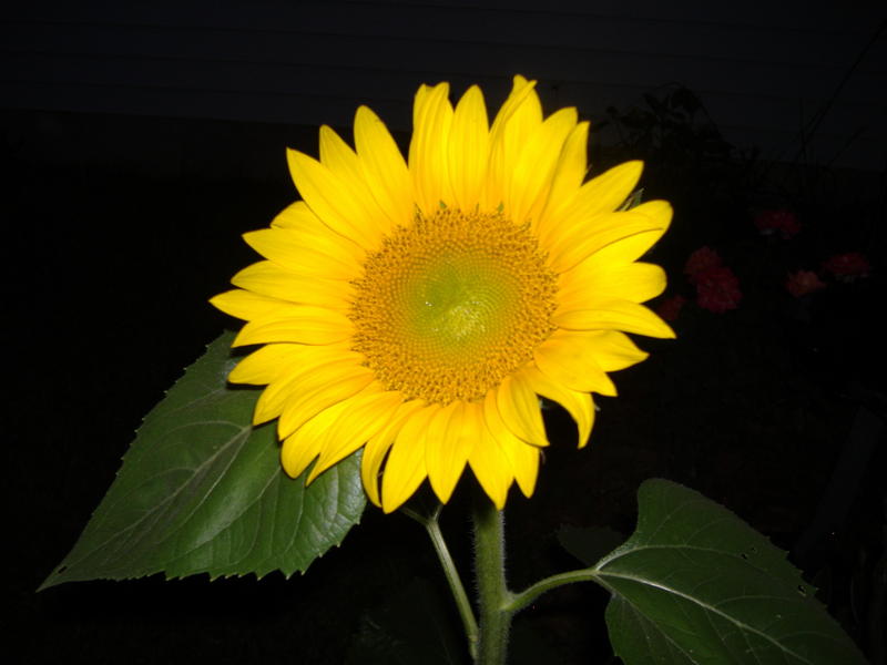 <p>Giant sunflowers that I&nbsp;grew in my flower garden to feed the birds in late fall and winter.</p>