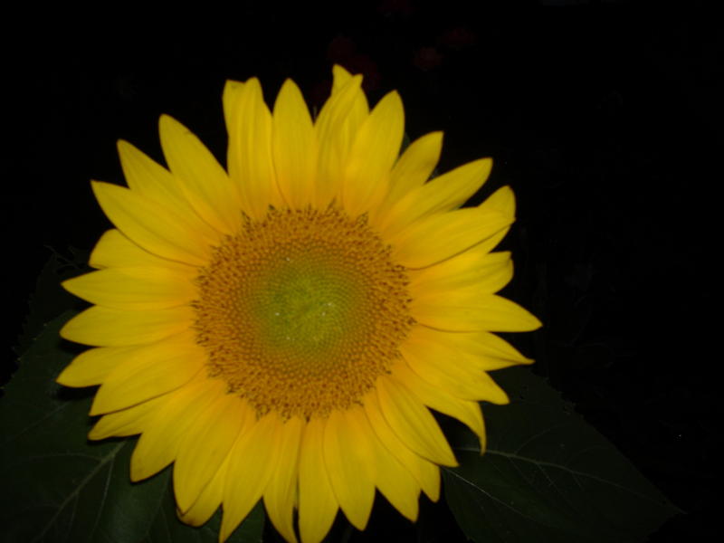 <p>Another picture of more Giant sunflowers from my flower garden.</p>