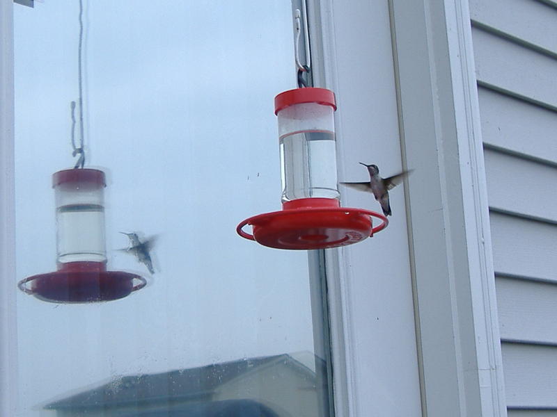 <p>a different angle of a hummingbird coming in for a landing to slurp up some of that sweetened water.</p>