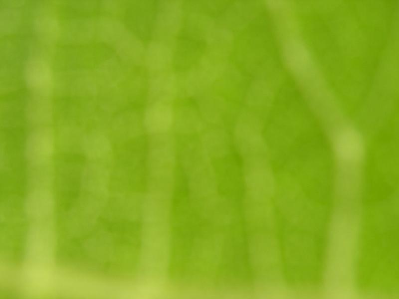 Absract green background of out of focus leaf detail. Larger high resolution image available <a href="http://alexhd57.clustershot.com/photo763302">here</a>.Abstract natural green background 