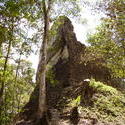 1817-Jungle Runis