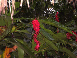 1796-Rainforest Flowers