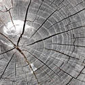1879   Tree stump texture
