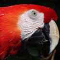 2187-scarlet macaw head
