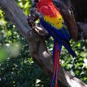 2189-colourful scarlet macaw