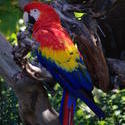 2190-scarlet macaw