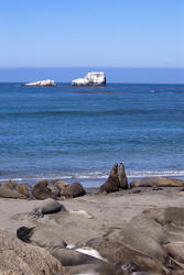 2569-California Seals