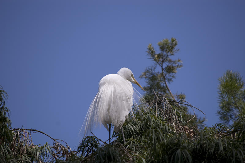A snowy egret also known as a snow or snowy heron 