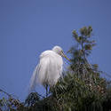 2191-Snowy Egret