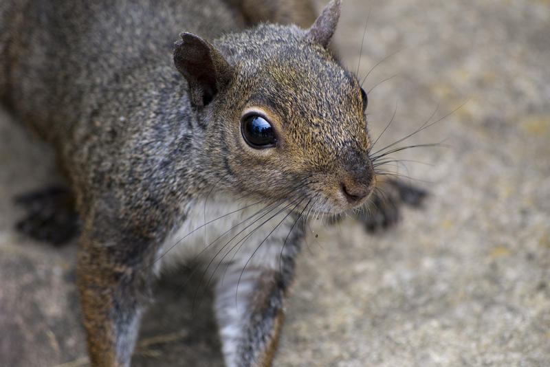A cute grey ground squirrel