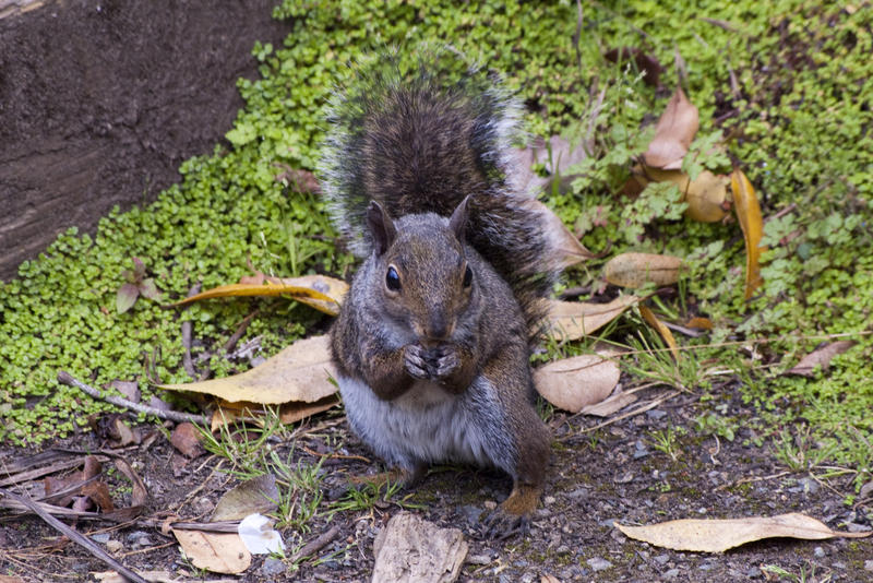 A cute grey ground squirrel eating
