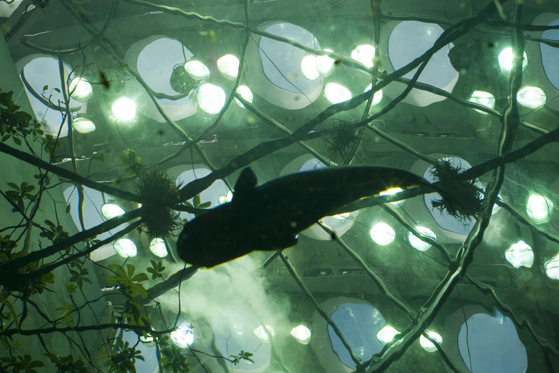 Editorial Use: underwater biospehere at the California Academy of Science