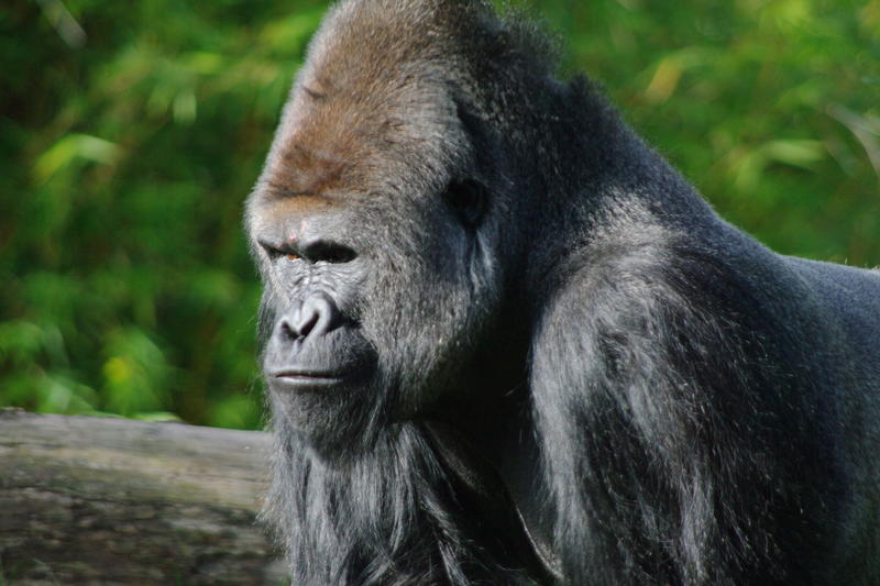 an angry looking silverback gorilla, the largest of the primates
