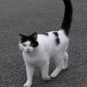 2849-black and white cat