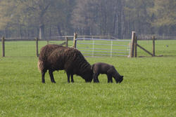 2283-black sheep