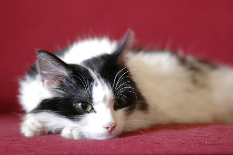 a black and white cat dozing on a red sofa
